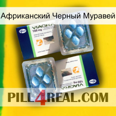 Африканский Черный Муравей viagra5